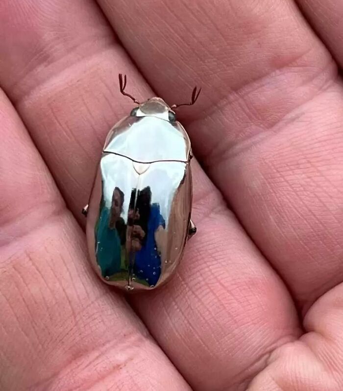 Person holding a Reflective beetle in a hand 