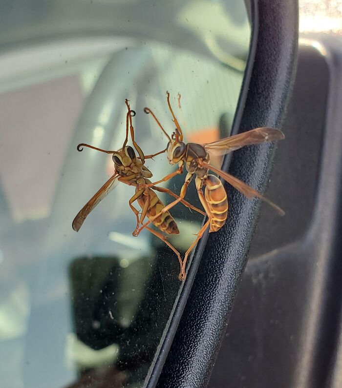 Bee on a car mirror