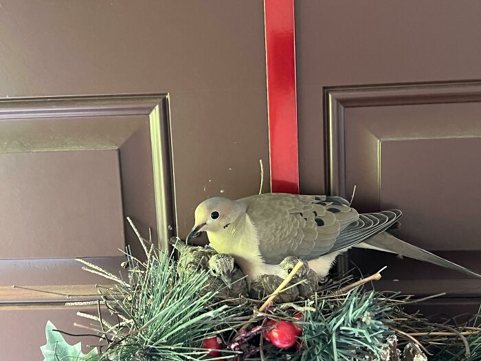 Un pájaro hizo un nido en nuestra corona navideña y tuvo pollitos