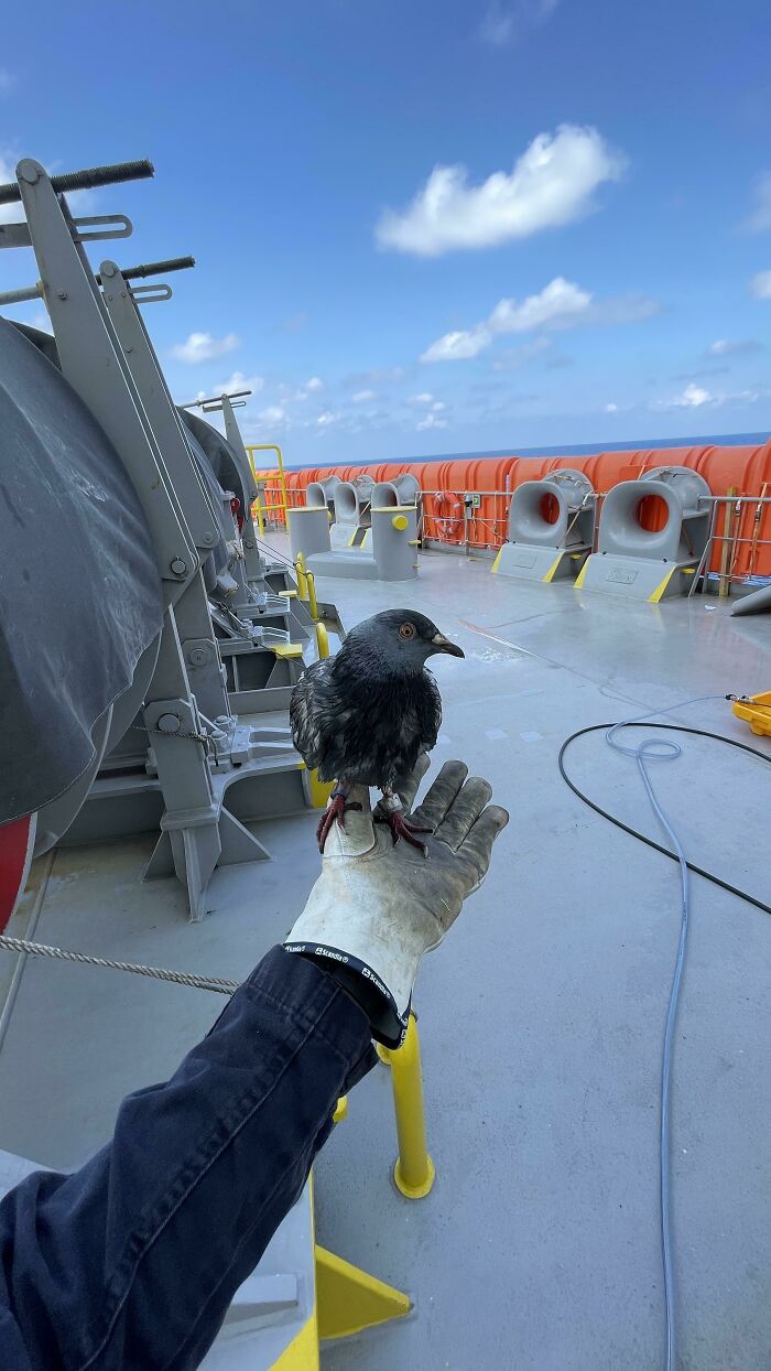 Lost Pigeon In The Middle Of The Pacific Ocean