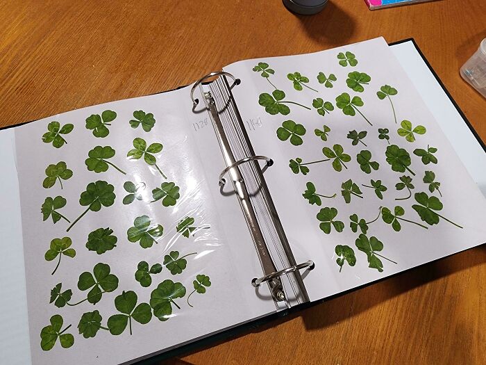 My 9 Year Old Nephew Has Found Over 1500 "Lucky" Four Leaf Clovers And Keeps Them In A Big Binder