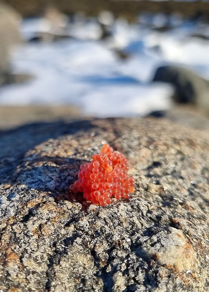 I Found A Cluster Of Fish Eggs On The Shore