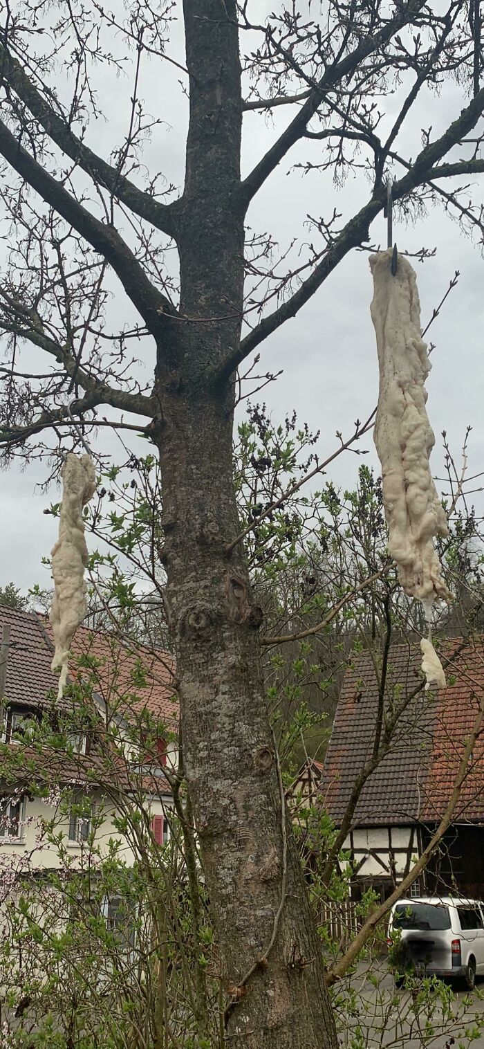 My Local Butcher Has Lumps Of Animal Fat Hanging In His Trees
