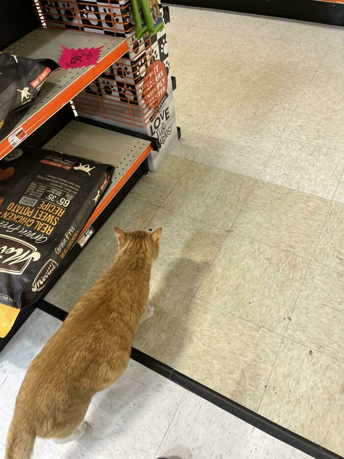 Local Hardware Store Has A Store Cat!