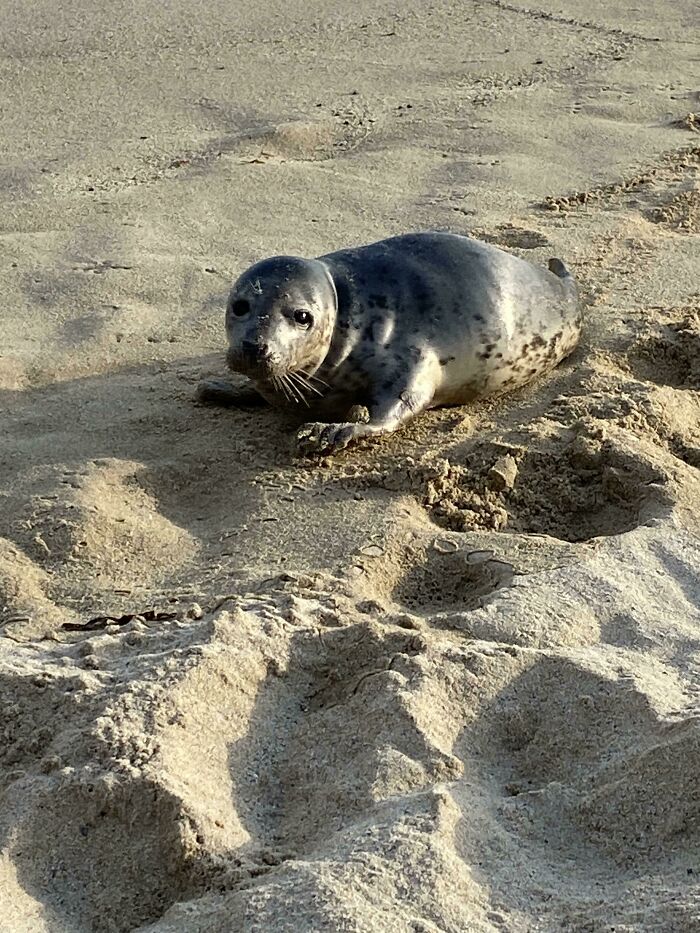 Ayer en la playa una joven foca salvaje vino a descansar a mi lado