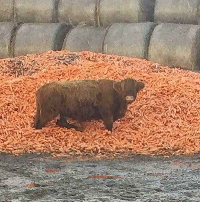 La granja del final de la carretera tiene un montón de zanahorias en el que a una vaca le gusta pararse