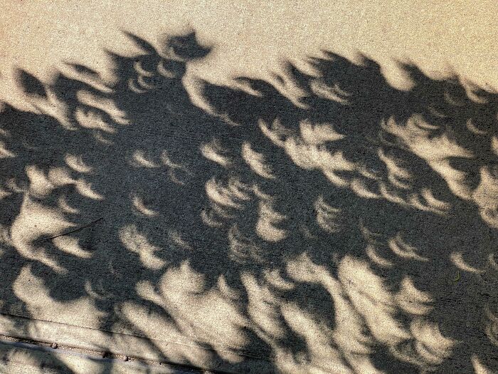 A Partial Solar Eclipse In My Town Turned The Shadows Into Crescents