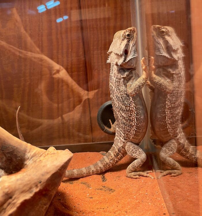 Iguana looking at himself in a mirror reflection 