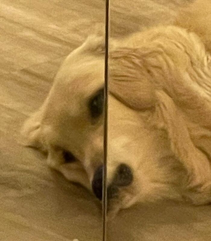 Sad looking dog in a mirror reflection 