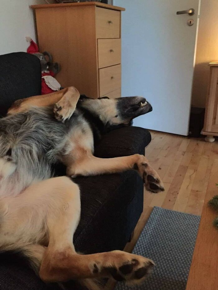This Is Baldur. We Found Him Like This When We Got Home Yesterday. He Managed To Get A Hold Of His Bag Of Food While He Was Home Alone. On Top Of That He's Not Allowed On The Couch