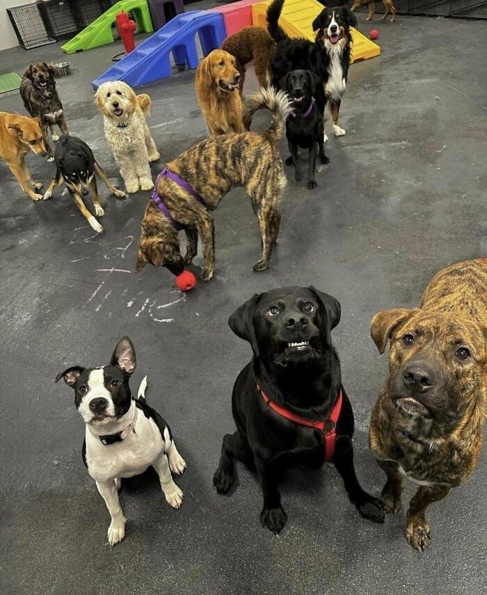This Adorably Derpy Smile From A Dog That Goes To “Daycare” With Mine