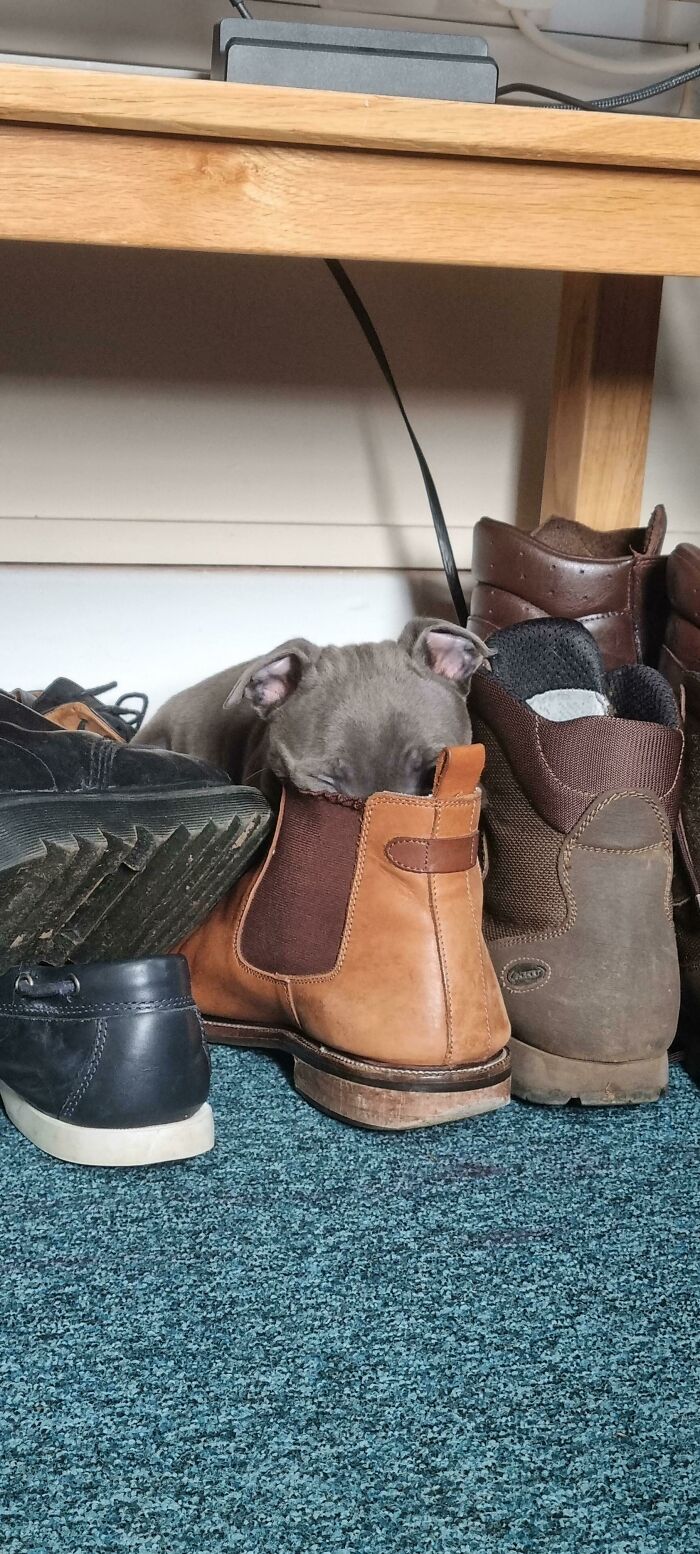 New Puppy Likes To Stick His Head In My Shoes For No Reason