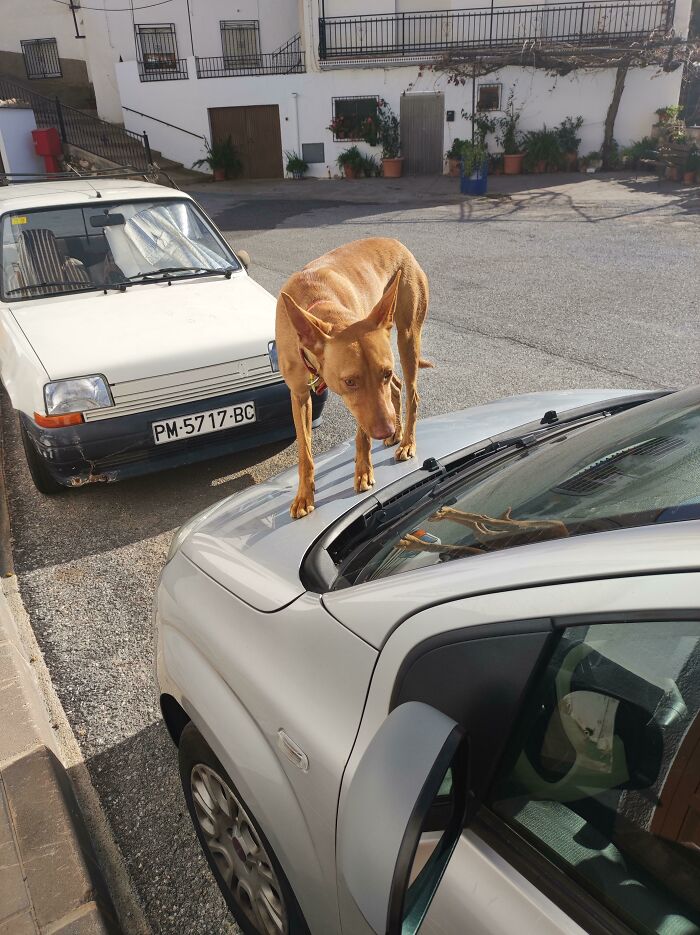 That's My Car. That's Not My Dog