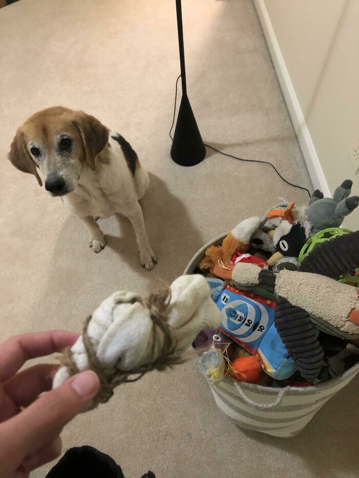 I’ve Spent Hundreds Of Dollars On Toys And What’s The Only Toy My Dog Wants To Play With? A Dirty Sock Wrapped In Twine