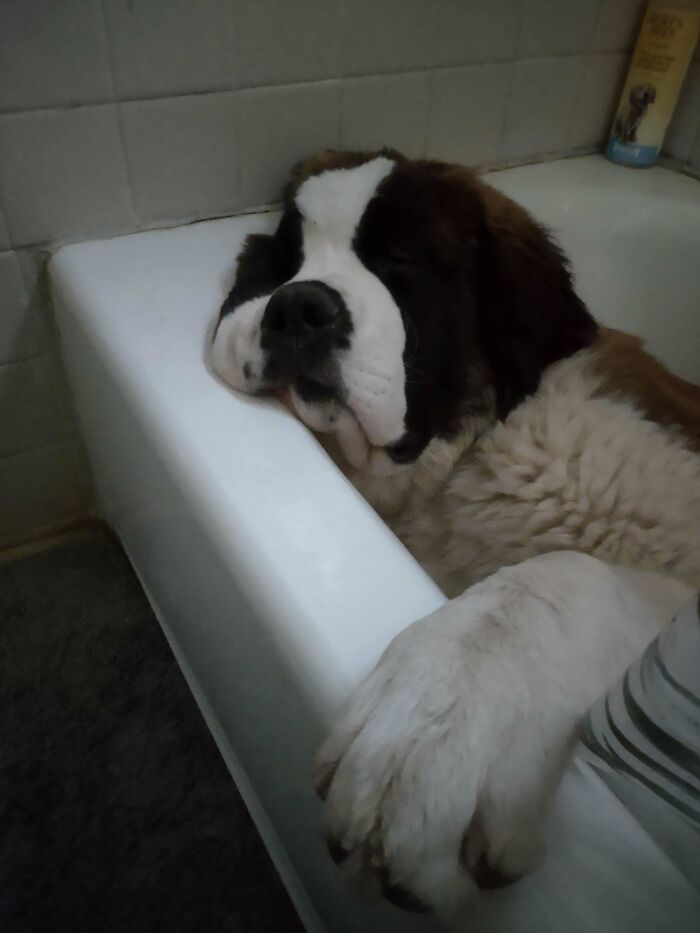 He Insists On Sleeping In The Tub