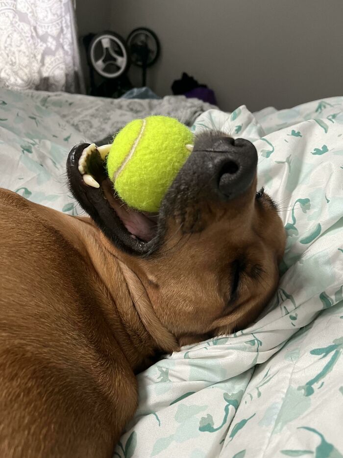Sometimes My Dog Falls Asleep Mid Playing-With-Ball Time