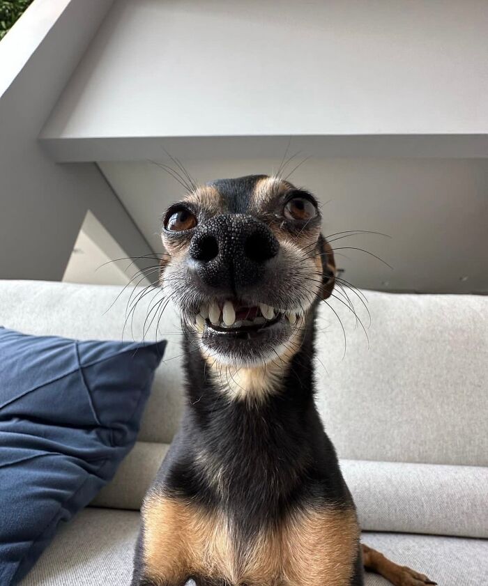 What s Wrong With Your Dog 45 Funny Pics Of Dogs Being Goofy And 