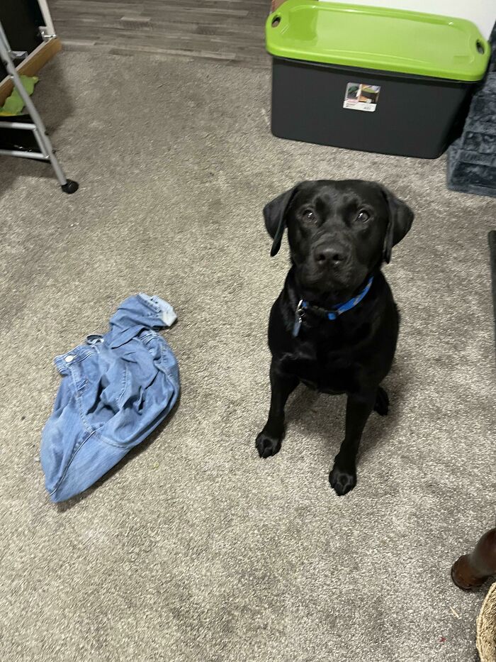 My Dog Had Pants Waiting For Me When I Came Home From Work. What Does This Mean? Wrong Answers Only