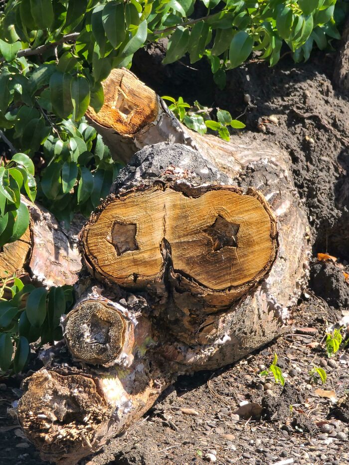 This Tree Trunk Has Stars Inside