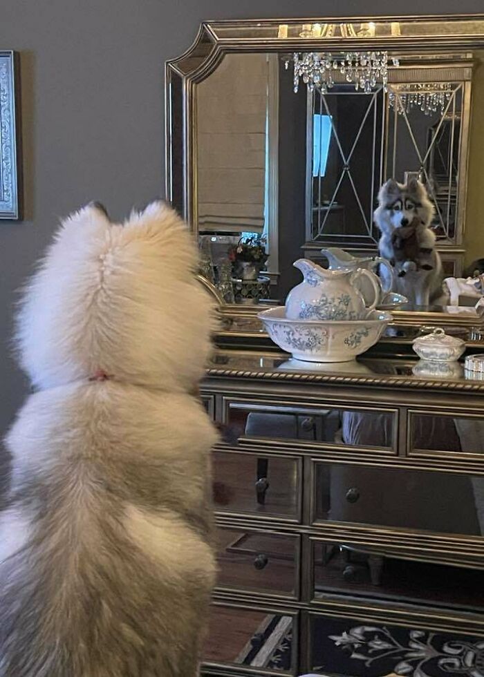 Scared dog looking at his reflection in the mirror 