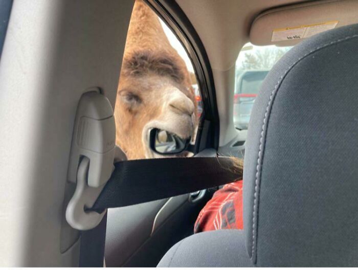 Camel trying to eat a car's mirror 