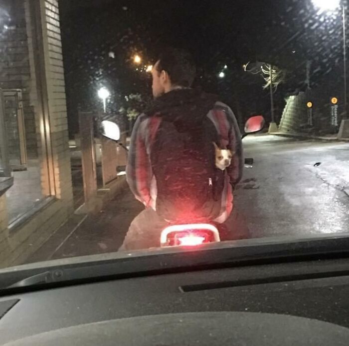 That Time I Was At The McDonald’s Drive-Through And Got Side-Eyed By A Dog In A Backpack
