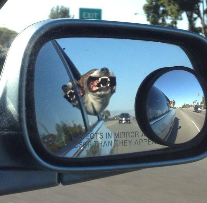 Dog smiling from a car mirror reflection 