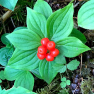 connielee-solnick avatar