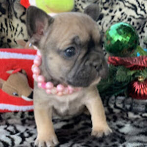 audreyshelton avatar