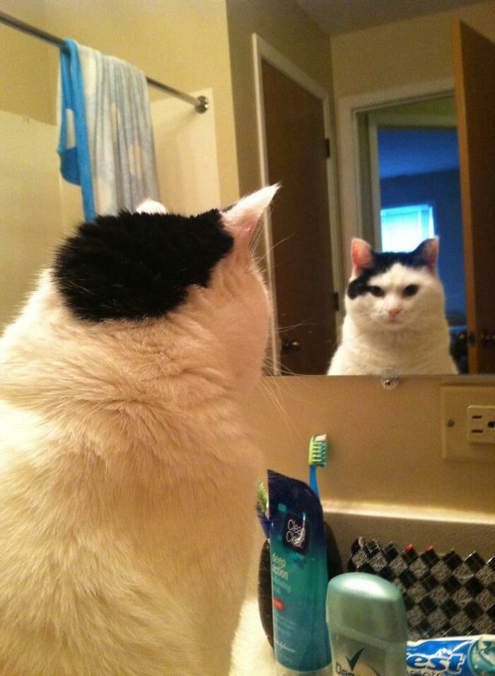 Confused cat looking at the reflection of herself 