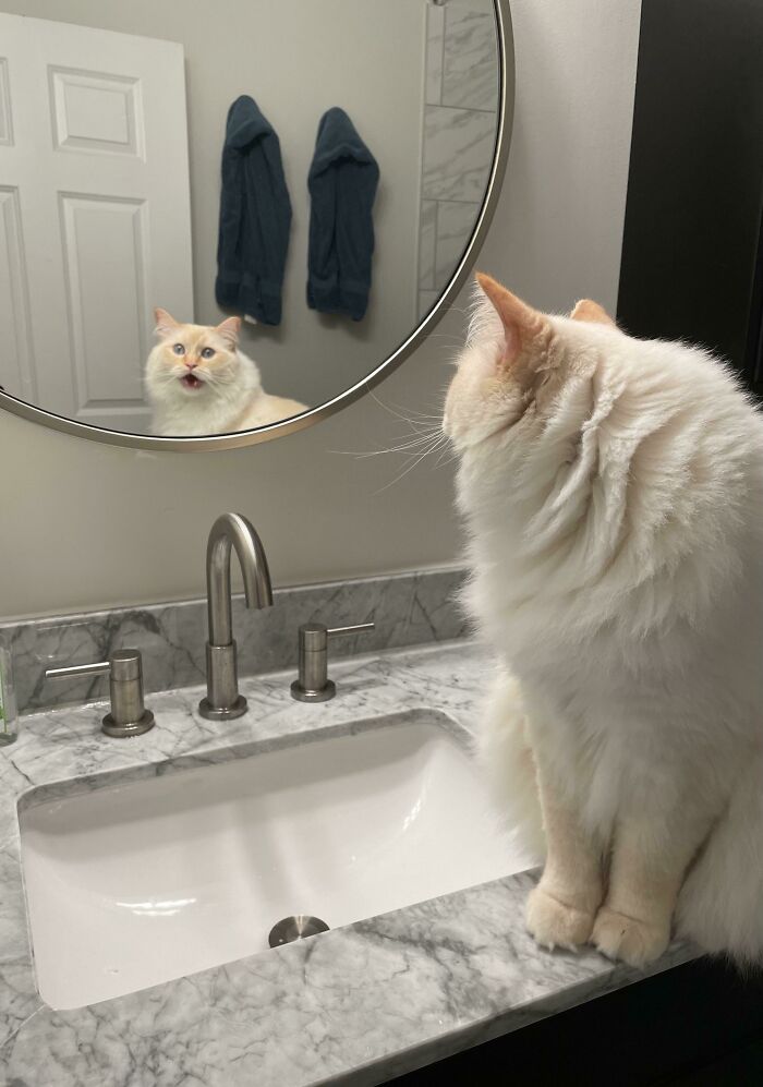 Scared cat looking at her own mirror reflection 