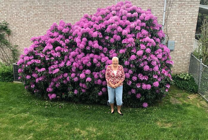 Mi adorable abuela bajo un rododendro que su madre plantó para ella hace más de 45 años