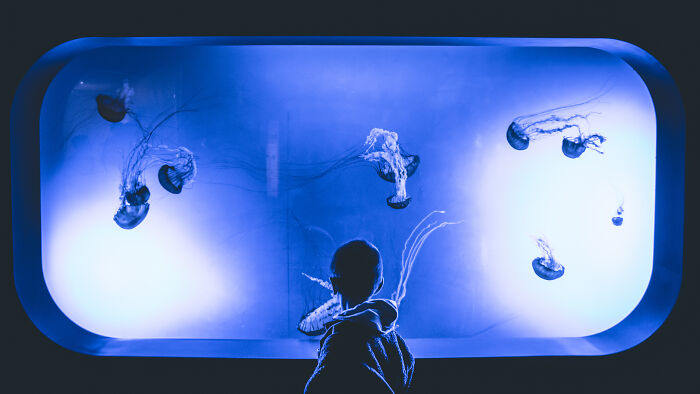 A boy watching at the jellyfishes that are swimming in the aquarium 