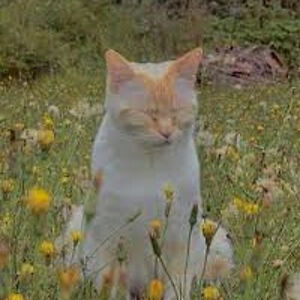 cieslakcarolinepstudent avatar