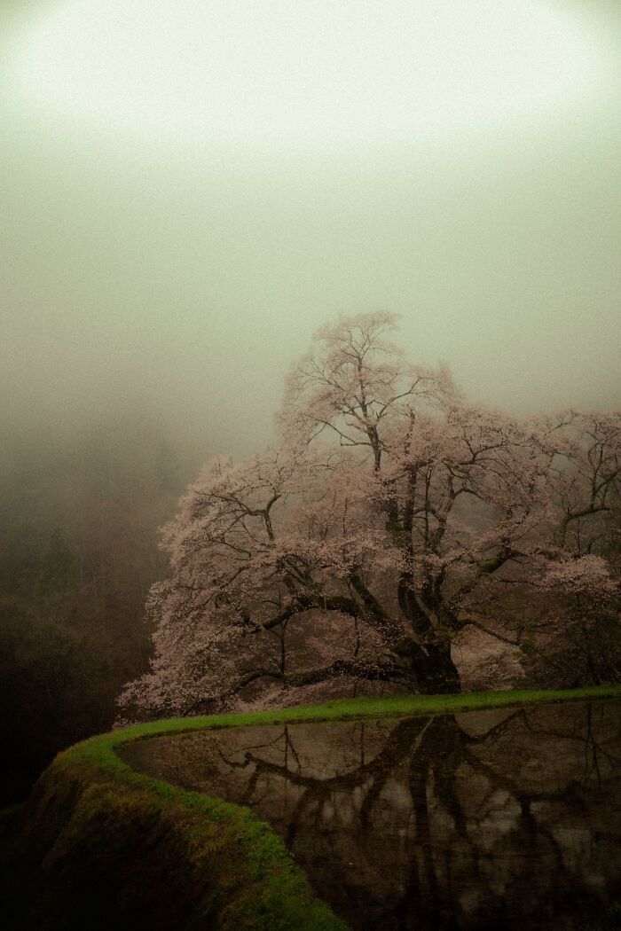 This Is My Take On Ancient Sakura Of Japan