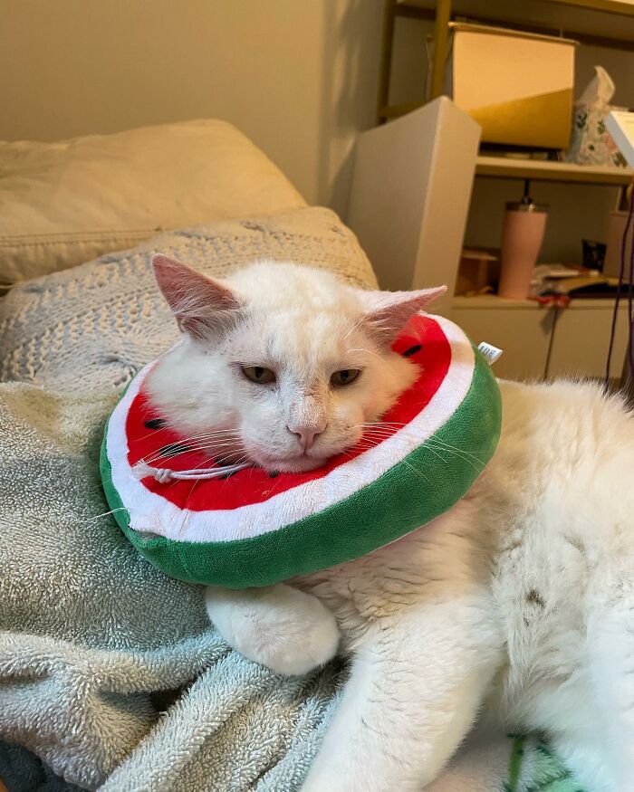 Meet Coop, A Cat Abandoned By His Owners Who Found His New Loving Family Meet Coop, A Cat Abandoned By His Owners Who Found His New Loving Family