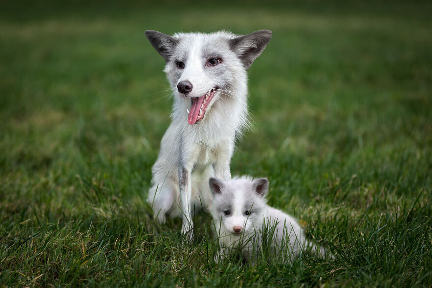 Digital Artist Combines Photos Of Dogs As Puppies And Adults Into One Wholesome Image