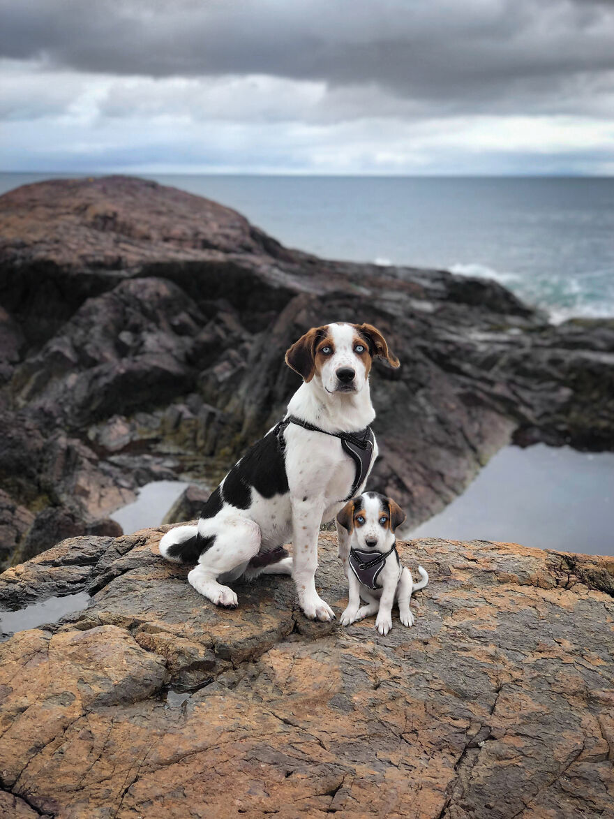 Digital Artist Combines Photos Of Dogs As Puppies And Adults Into One Wholesome Image