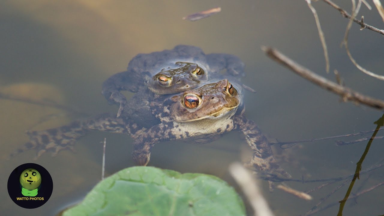 Frog Followed Me Around Lake