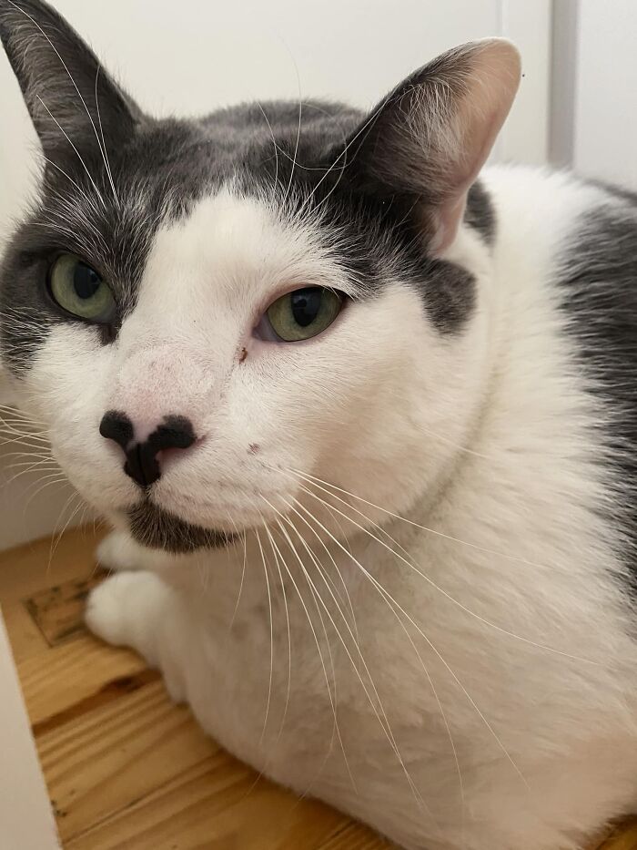 The Journey Of Patches, A 40-Pound Cat, Begins Anew After He Gets Adopted And Is Put On A Special Diet The Journey Of Patches, A 40-Pound Cat, Begins Anew After He Gets Adopted And Is Put On A Special Diet