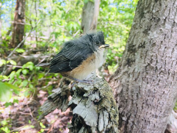 A Tufted Titmouse Fledgling I Rescued From The Creek