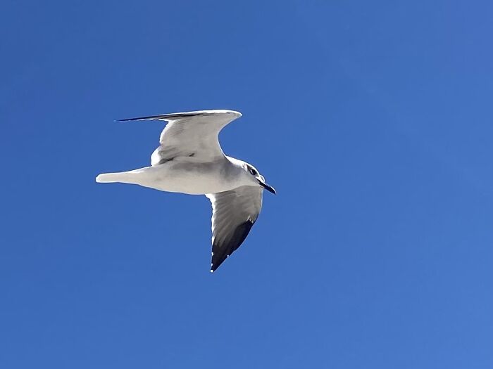Seagull. :3