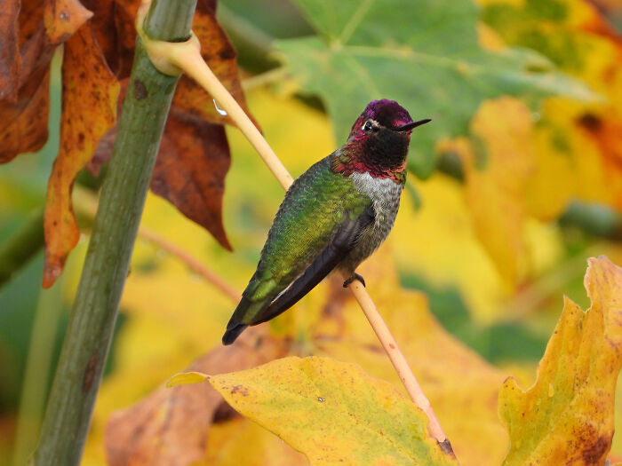 A Hummingbird Enjoying The Autumn Leaves
