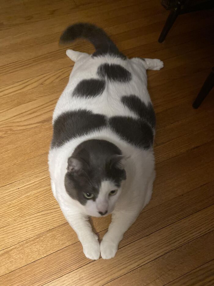 The Journey Of Patches, A 40-Pound Cat, Begins Anew After He Gets Adopted And Is Put On A Special Diet