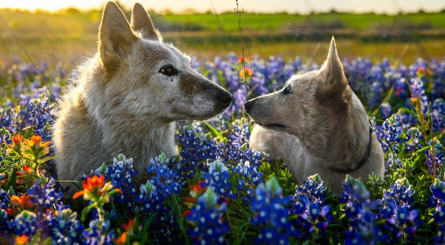 Digital Artist Combines Photos Of Dogs As Puppies And Adults Into One Wholesome Image