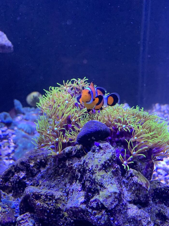 One Of My Sisters Clownfish Playing In The Coral