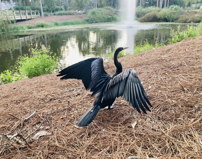 A Lovely Anhinga We Saw At Hilton Head