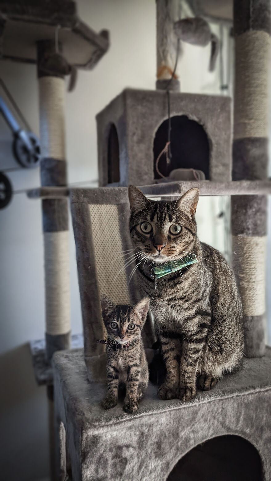 Digital Artist Combines Photos Of Dogs As Puppies And Adults Into One Wholesome Image