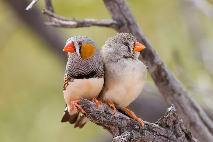 Zebra Finches Are Quite Selective About Their Partners