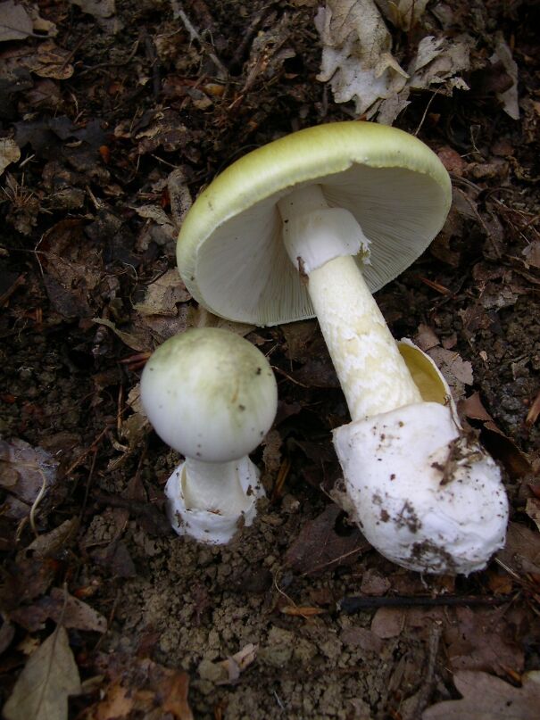 Amanita_phalloides_1-6430743eeb4a4.jpg